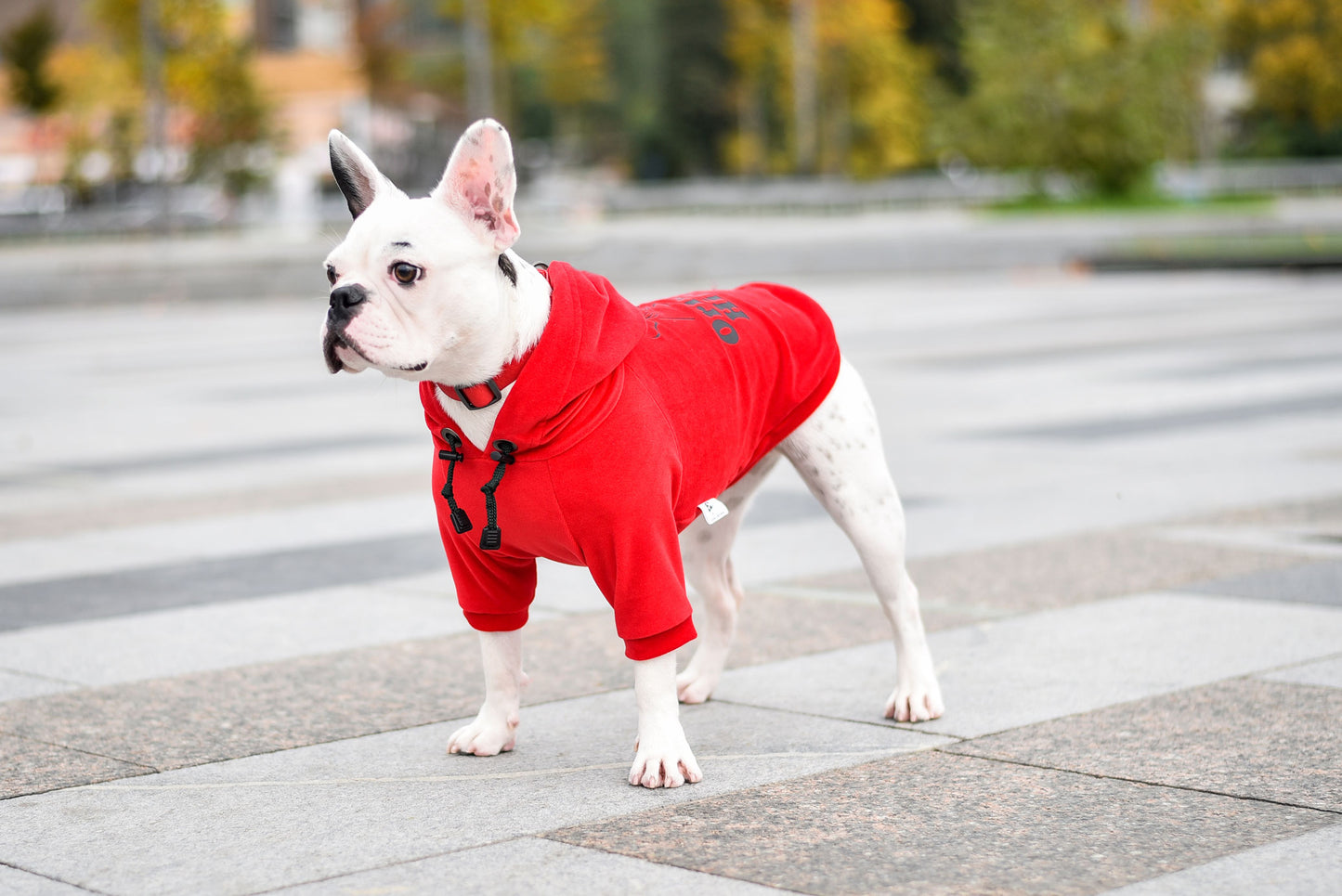 Cool Pet Hoodie