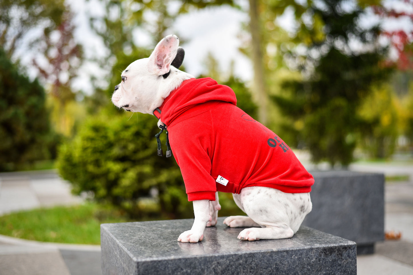 Cool Pet Hoodie