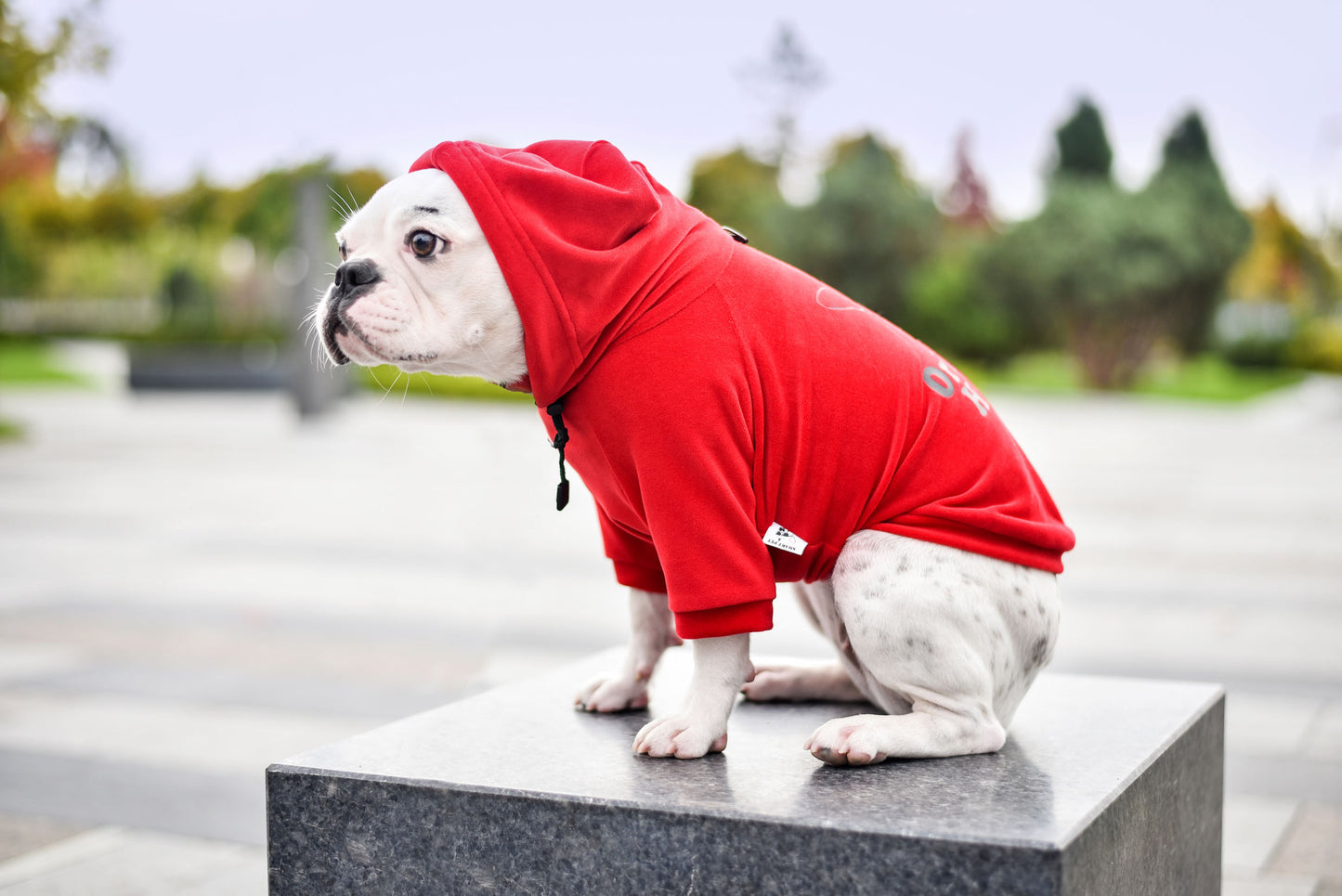 Cool Pet Hoodie