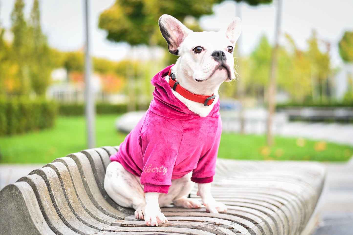 Liberty Pet Hoodie