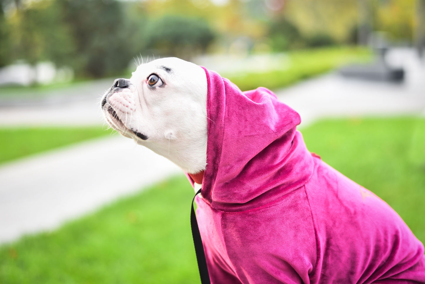 Liberty Pet Hoodie