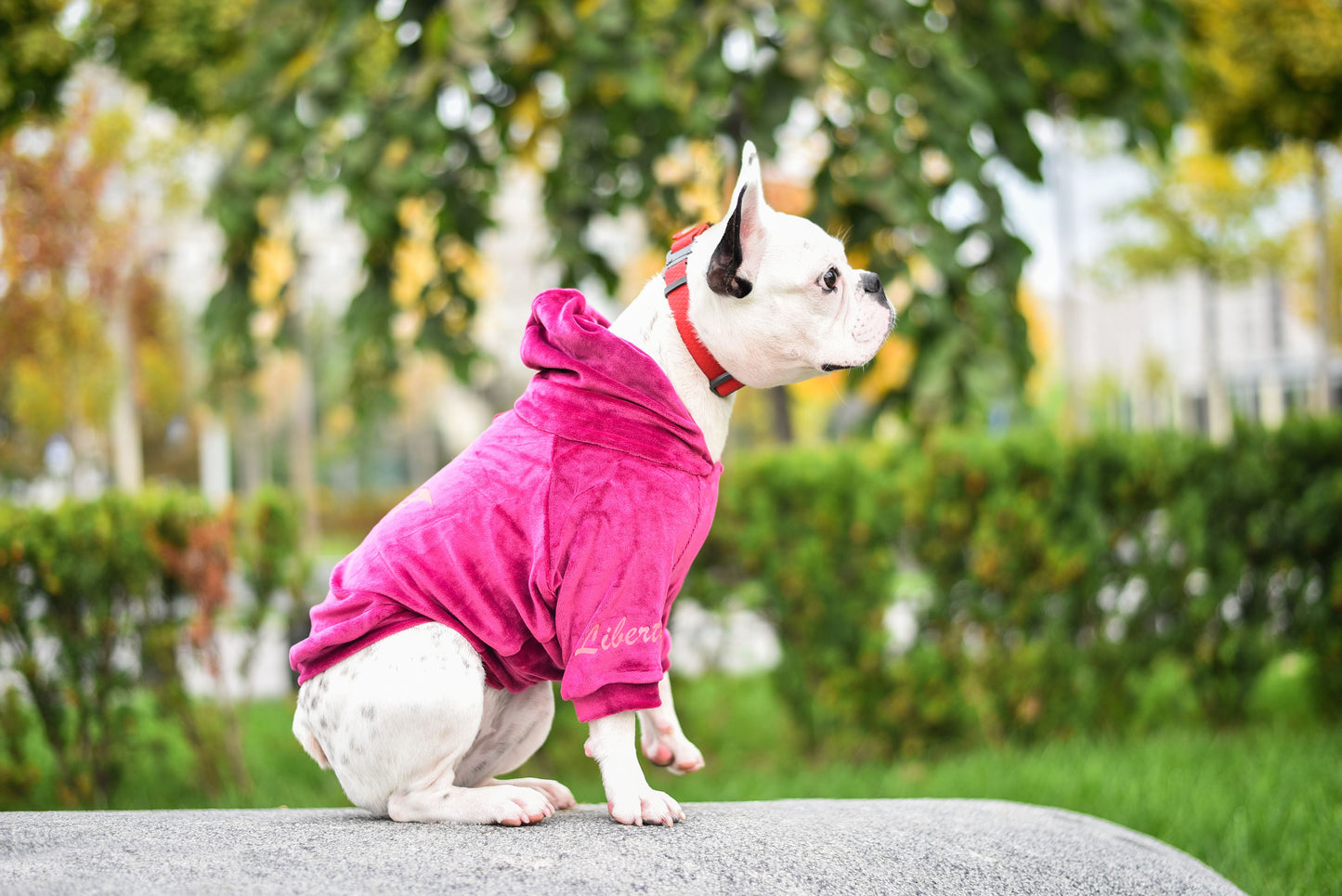 Liberty Pet Hoodie