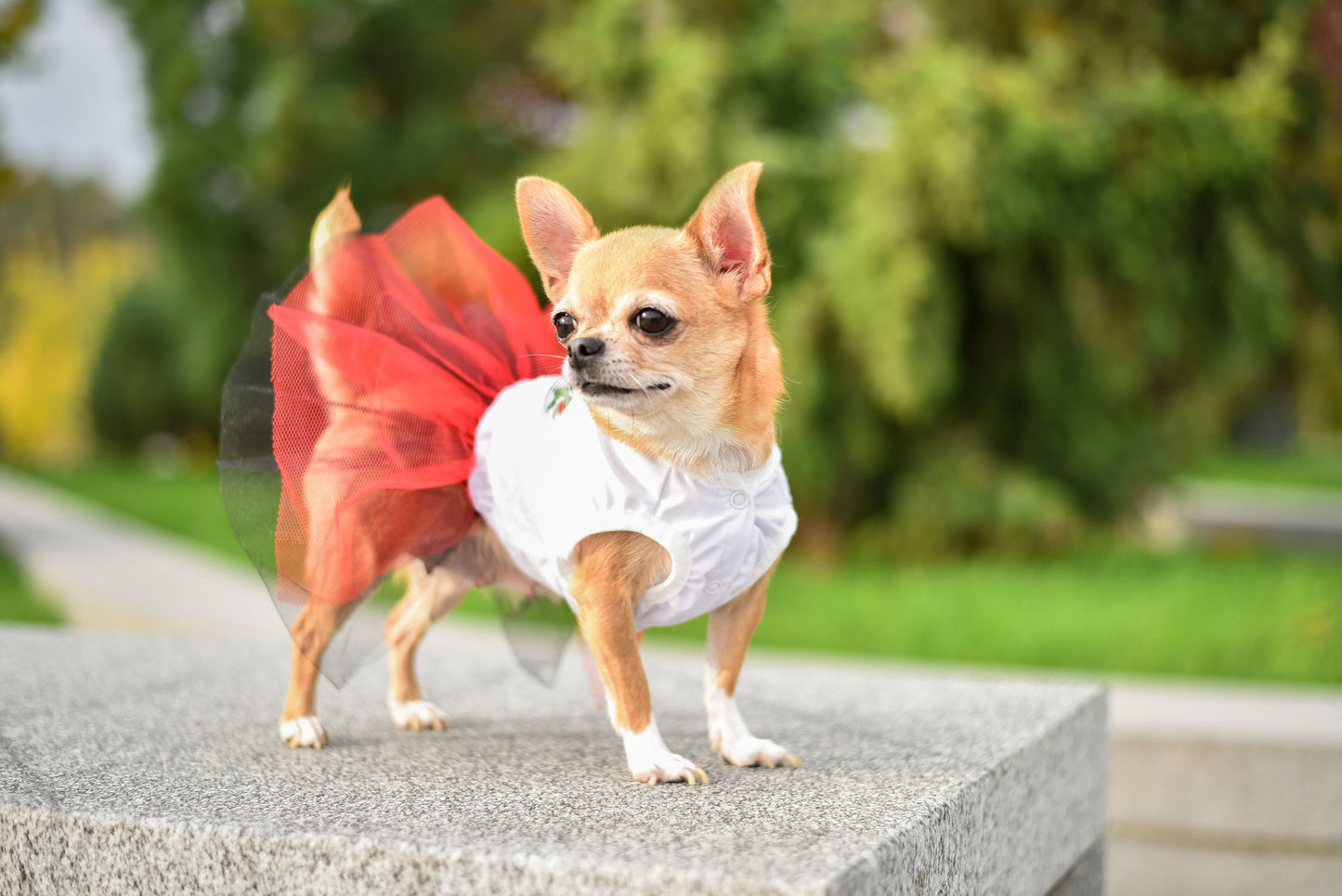 Puppy Fashionista Dress